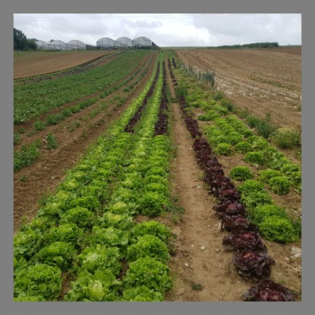 Lot de 2 petites Salades