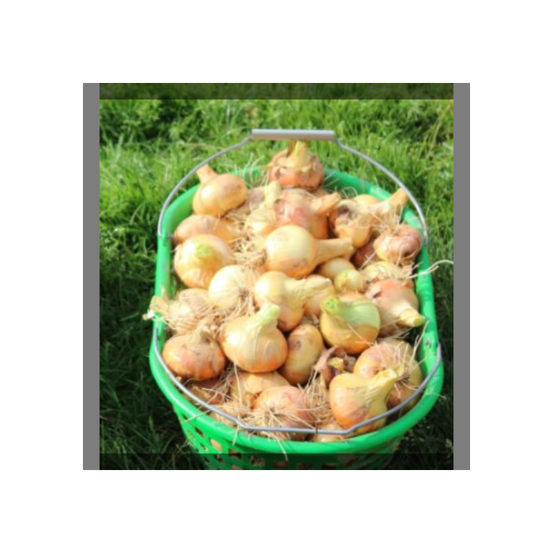 Oignon jaune 1kg