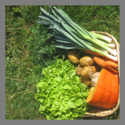 Panier de légumes de la semaine "le duo"