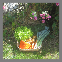 Panier de légumes de la semaine " le family"