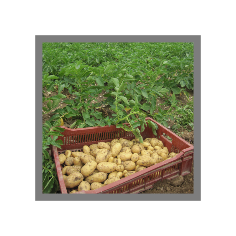 Pomme de terre nouvelle (Annabelle)