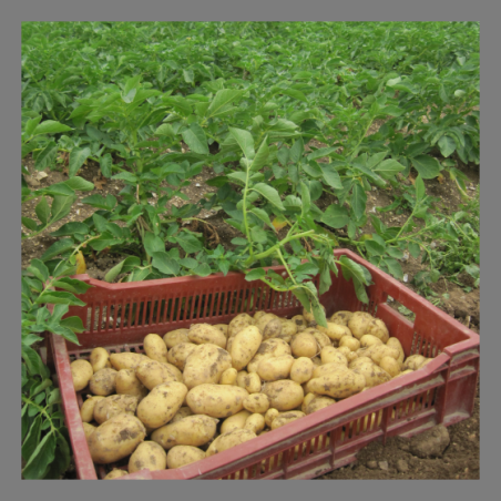 Pomme de terre nouvelle (Annabelle)