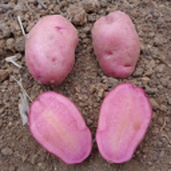 Pomme de terre Rose...