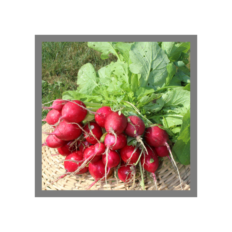 Radis ronds rouges