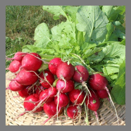 Radis ronds rouges