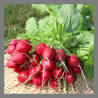 Radis ronds rouges