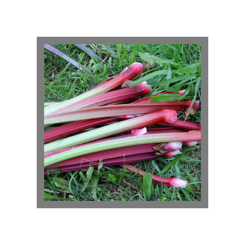 Rhubarbe en botte 800g