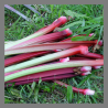 Rhubarbe en botte 800g