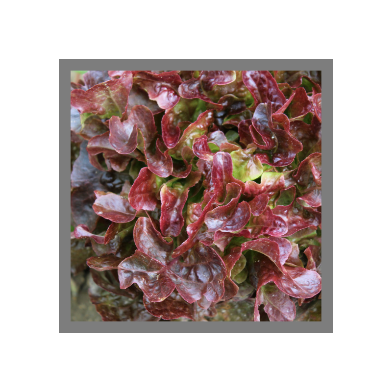 Salade feuille de chêne rouge