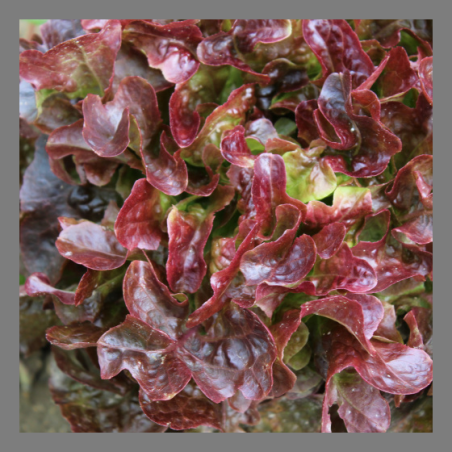 Salade feuille de chêne rouge