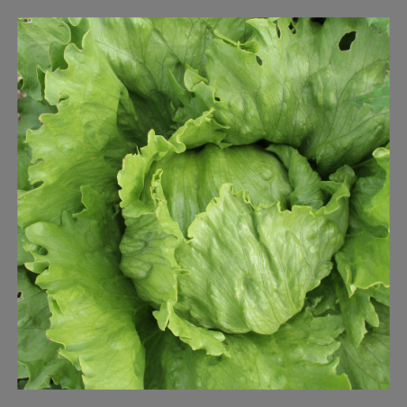 Salade iceberg