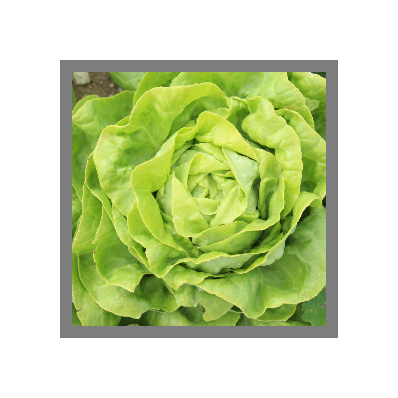 Salade laitue