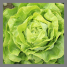 Salade laitue