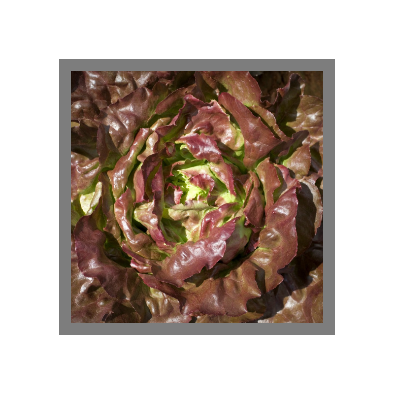 Salade laitue rouge