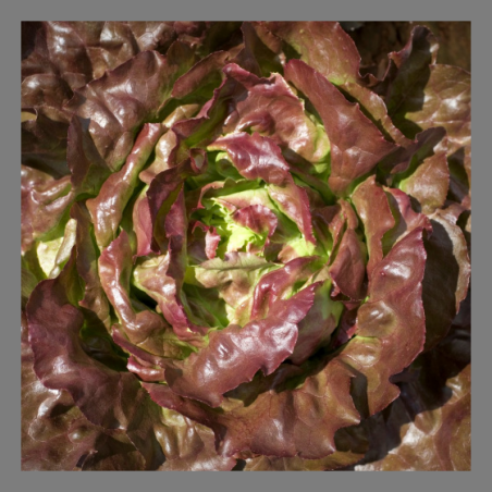 Salade laitue rouge