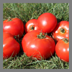 Tomate ronde (paola) 1kg