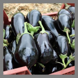 Aubergine