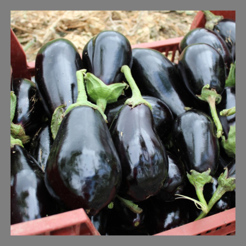 Aubergine
