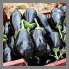Aubergine