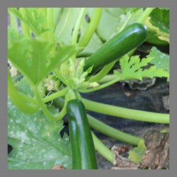 Courgettes vertes