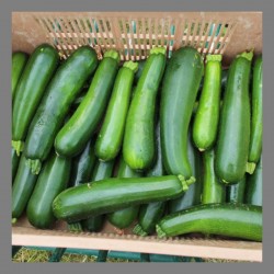 Courgettes vertes en...