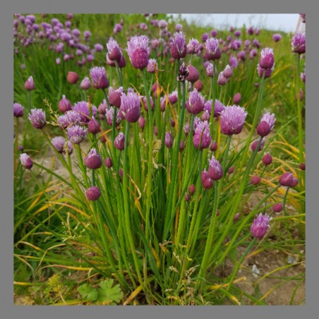 Fleurs de Ciboulette