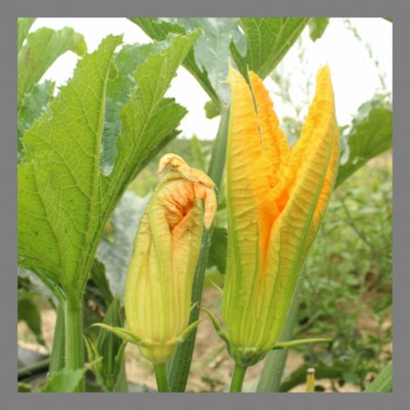 Fleurs de courgettes