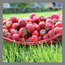 Fraise de plein champ
