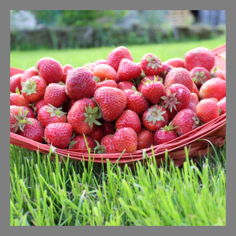 Fraise de plein champ