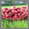 Fraise de plein champ