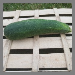 Grosse Courgette