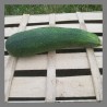 Grosse Courgette